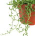 6" Shop Succulents String of Bananas Hanging Succulent, Fully Rooted Live Succulent Plant with Hanger, Low Maintenance