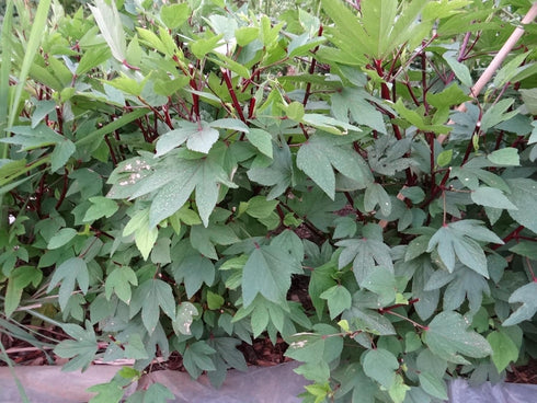 1/4 2026 TomorrowSeeds - Red Hibiscus Roselle Seeds - Pound - for Planting Hibiscus Sabdariffa Burmese Chin Baung