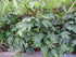 1/4 2026 TomorrowSeeds - Red Hibiscus Roselle Seeds - Pound - for Planting Hibiscus Sabdariffa Burmese Chin Baung