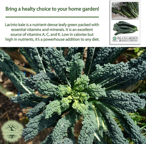 500+ Lacinato Kale Seeds (Brassica oleracea var. palmifolia) Heirloom Non-GMO Seeds by Islas Garden Seeds, Dark