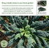 500+ Lacinato Kale Seeds (Brassica oleracea var. palmifolia) Heirloom Non-GMO Seeds by Islas Garden Seeds, Dark