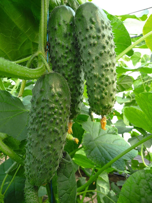 NIKA SEEDS 45 20 Seeds Vegetable Cucumber Titus Heirloom for Pickling Days - Seeds