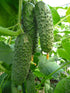 NIKA SEEDS 45 20 Seeds Vegetable Cucumber Titus Heirloom for Pickling Days - Seeds