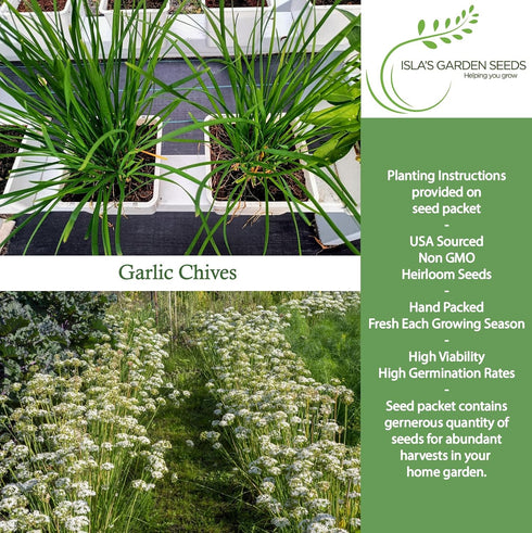 200+ Garlic Chives Seeds (Allium tuberosum, Chinese Chives) Non GMO & Heirloom Seeds, by Islas Garden Seeds, Use as