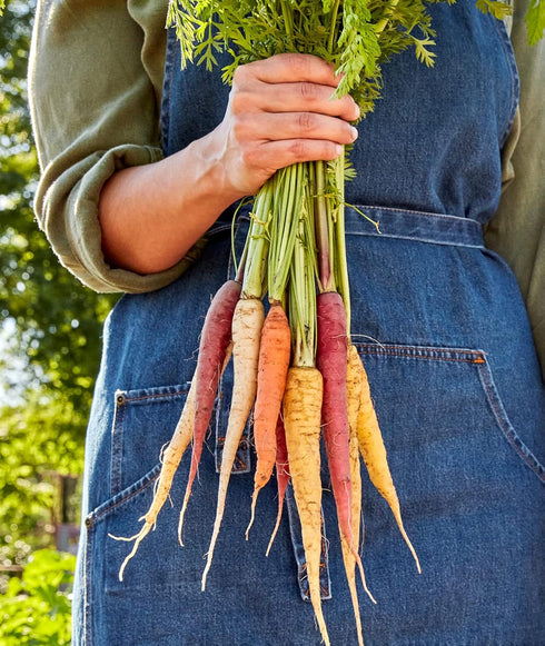 1500 Burpee Kaleidoscope Blend Carrot Seeds seeds