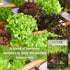 Packet (1) Sow Right Seeds - Mixed Heirloom Lettuce Seeds for Planting - Non-GMO Heirloom with Instructions to Plant