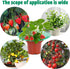 Fairooth 6 Pack 3 Strawberry Supports Strawberry Plant Support Stand Strawberry Growing Racks Protector Strawberry