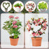 2 12in) PCS Small Trellis for Potted Plants Outdoor Indoor, Metal Stackable Garden Trellis Houseplant Wire Stake
