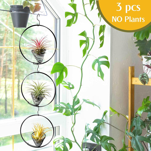 Casktcom 5.5" 3 Air Plant Hangers for Ceiling & Windows, Airflow Hanging Air Plant Holder, Tillandsia Succulent Display