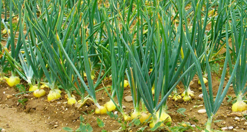 1015Y 200+ Count 2026 TomorrowSeeds - Texas SuperSweet Onion Seeds - - for Planting Official Texas State Vegetable