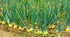1015Y 200+ Count 2026 TomorrowSeeds - Texas SuperSweet Onion Seeds - - for Planting Official Texas State Vegetable