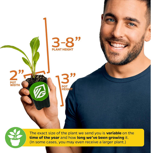 Longevity Spinach Live Plant - Gynura procumbens - Wellspring Gardens Nutrient-Rich Live Vegetable Plants - Vibrant