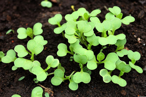 1000 Baby Bok Choy Seeds - Shanghai Green Stem - Heirloom Non-GMO Vegetable Seeds for Planting - AKA Pak Choi, Pok
