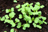 1000 Baby Bok Choy Seeds - Shanghai Green Stem - Heirloom Non-GMO Vegetable Seeds for Planting - AKA Pak Choi, Pok