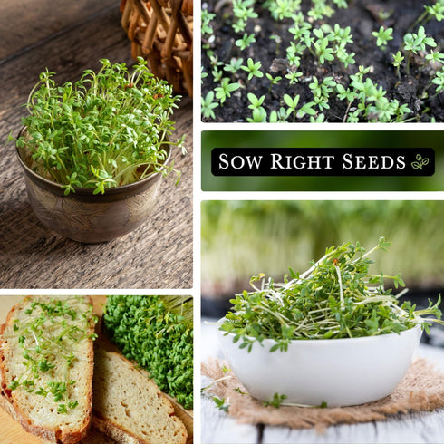 Packet (1) Sow Right Seeds - Garden Cress Seeds for Planting - Non-GMO Heirloom with Instructions to Plant and Grow a