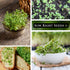 Packet (1) Sow Right Seeds - Garden Cress Seeds for Planting - Non-GMO Heirloom with Instructions to Plant and Grow a