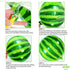 KatchOn Big 22 Inch Watermelon Balloons - Pack of 6, 4D Round Watermelon Mylar Balloon for Summer Party Decorations