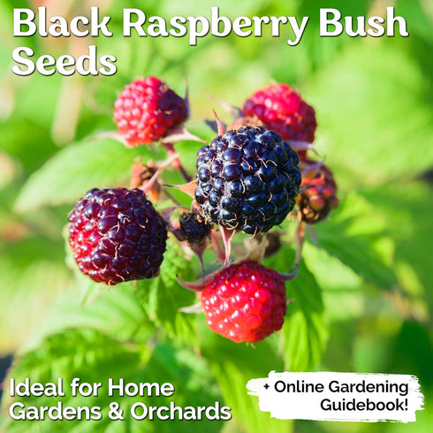 50 KVITER Black Raspberry Seeds (Rubus Occidentalis) Organic Raspberries Heirloom Seeds, Non GMO Blackcap Berries