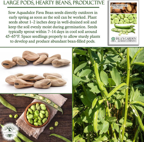 25 Aquadulce Fava Bean Seeds (Vicia faba) Non-GMO Heirloom Seeds by Islas Garden Seeds, Cold-Hardy Broad Bean for Fall