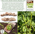 25 Aquadulce Fava Bean Seeds (Vicia faba) Non-GMO Heirloom Seeds by Islas Garden Seeds, Cold-Hardy Broad Bean for Fall