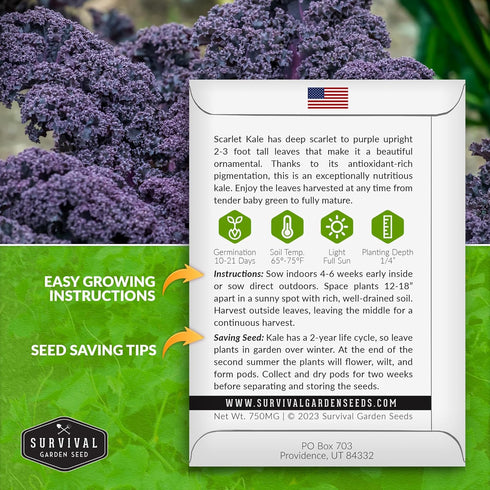 (3 Packs) Scarlet Kale Seeds for Planting Heirloom Purple Kale Cold Hardy for Fall & Spring Vegetable Gardens