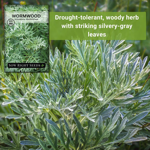 Packet (1) Sow Right Seeds - Wormwood Seeds for Planting - Non-GMO Heirloom with Instructions to Plant & Grow an