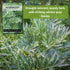 Packet (1) Sow Right Seeds - Wormwood Seeds for Planting - Non-GMO Heirloom with Instructions to Plant & Grow an