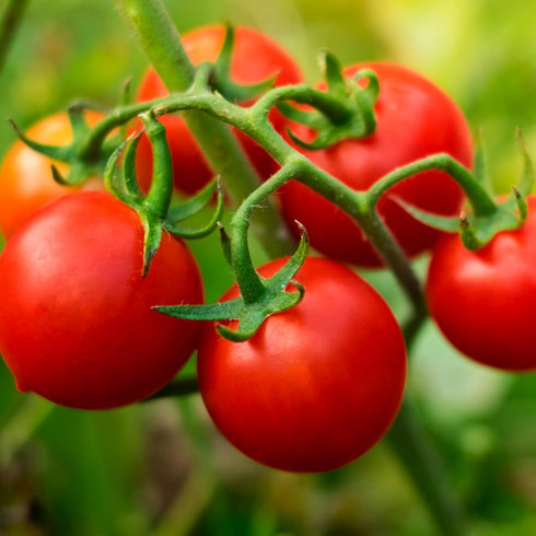 3 6-Pack Bonnie Plants Husky Red Cherry Tomato Plugs, Live Plants, Ideal for Containers, Raised Beds, and In-Ground
