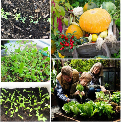 13,500+ 25 Vegetable Fruit Seeds - Grow Your Own Garden Feast - Veggie Fruit Heirloom Varieties- Mega Seed Starter Kit