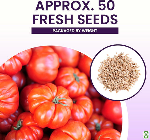 Beefsteak Tomato Seeds for Planting Heirloom, Large & Juicy One of the Most Delicious Tomatoes for Home Growing