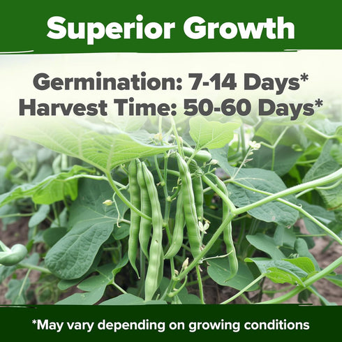 56+ HOME GROWN Contender Bush Bean Seeds Heirloom Non-GMO, High Germination, Stringless Green Beans for Planting, Early
