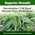 56+ HOME GROWN Contender Bush Bean Seeds Heirloom Non-GMO, High Germination, Stringless Green Beans for Planting, Early