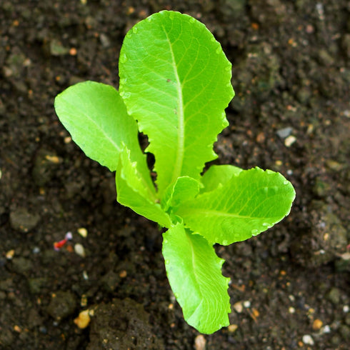 (1 Pack) Seed Needs Romaine Lettuce Seeds for Planting Parris Island COS - Non-GMO Heirloom & Untreated Annual Cool