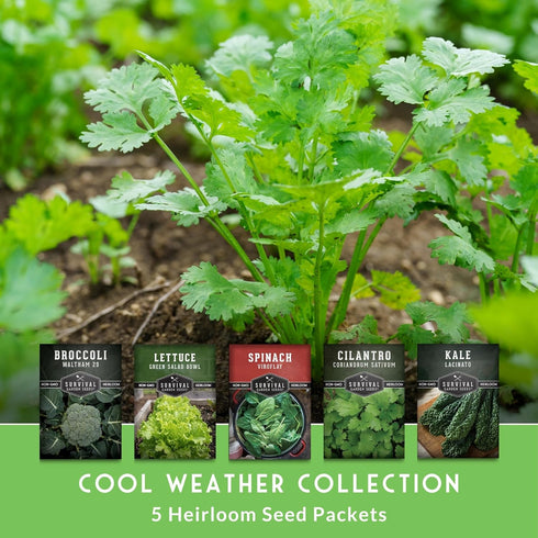 Cool Weather Garden Seeds Collection | Fall & Spring Planting Grow Broccoli, Kale, Lettuce, Spinach & Cilantro | Cold