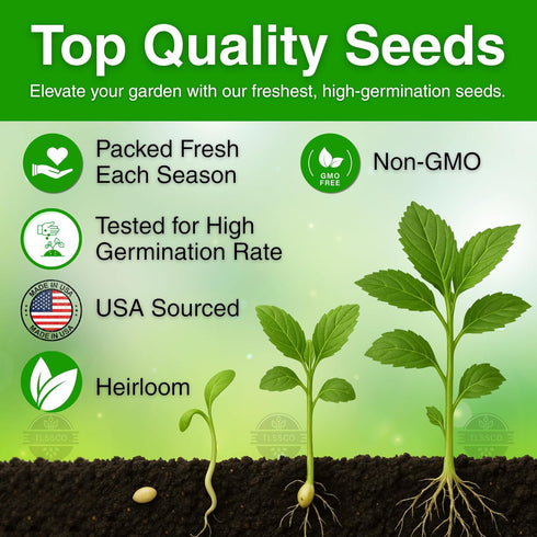 The Lucky Stars 3000+ USA Premium Egyptian Spinach Seeds (Molokhia), Non-GMO Seeds, Fast-Growing, Low Maintainance