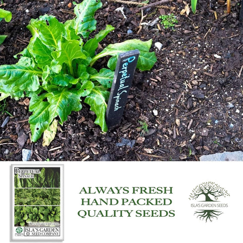 300+ Packet, Perpetual Spinach Seeds for Planting, Heirloom Seeds Per (Isla's Garden Seeds), Non GMO Seeds, Botanical