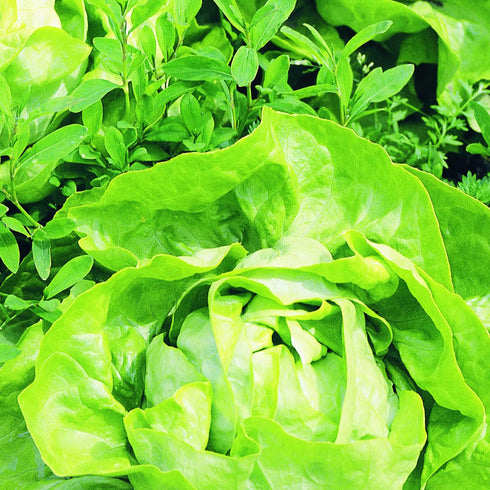 19.3 oz. 4-pack Bonnie Plants Buttercrunch Lettuce