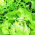 19.3 oz. 4-pack Bonnie Plants Buttercrunch Lettuce