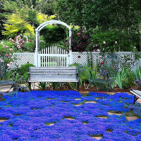 14000+Creeping Thyme Seeds for Planting Outdoor-Ground Cover Magic Carpet Thymus Serpyllum Cover Herb Plant Plant