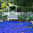 14000+Creeping Thyme Seeds for Planting Outdoor-Ground Cover Magic Carpet Thymus Serpyllum Cover Herb Plant Plant