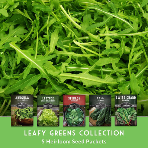 Pack 5 Leafy Greens Seeds Variety Heirlooms: Viroflay Spinach, Arugula, Lacinato Kale, Salad Bowl Lettuce & Rainbow