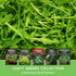 Pack 5 Leafy Greens Seeds Variety Heirlooms: Viroflay Spinach, Arugula, Lacinato Kale, Salad Bowl Lettuce & Rainbow