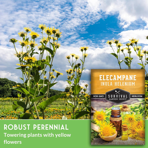 (1 Pack) Elecampane Seeds for Planting - Traditional Medicinal Herb (Inula helenium) with Tall Yellow Blooms