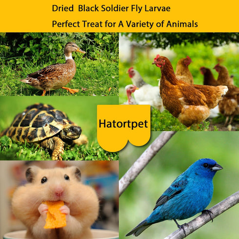 10LB-Pure Dried Black Soldier Fly Larvae Natural Non-GMO BSF Larvae for Chickens-More Calcium Than Mealworms