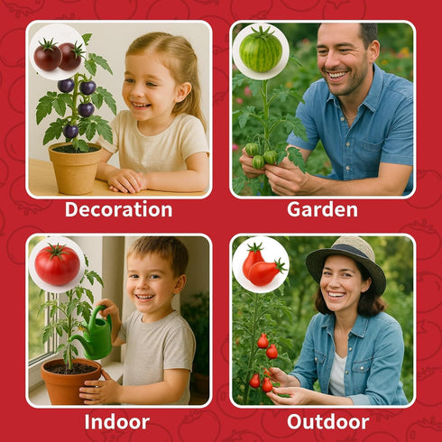 EquSym 10 Pack Set Tomato Seeds for Planting - Heirloom Tomato Seeds for Indoor Outdoor Gardening - Natural Soil Disc