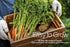 8 Gardeners Basics Winter, Fall, and Spring Vegetable Seeds for Planting | Cool Weather Crops | Varieties: Sugar Snap