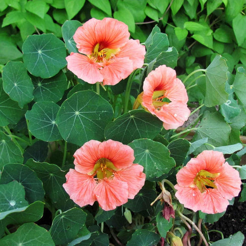 1 1, 10, 2, 3, 4, 5, 6, 7, 8, 9 Eden Brothers Nasturtium Seeds - Salmon Baby Non-GMO Seeds for Planting, Ounce |