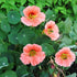 1 1, 10, 2, 3, 4, 5, 6, 7, 8, 9 Eden Brothers Nasturtium Seeds - Salmon Baby Non-GMO Seeds for Planting, Ounce |
