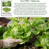 1000+ White Boston Butterhead Lettuce Seeds (Lactuca Sativa) Heirloom Non-GMO Seeds by Islas Garden Seeds, Tender