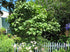 10 Tamarillo, (Tree Tomato), Cyphomandra Betacea, Tree Seeds (Edible Fruit)